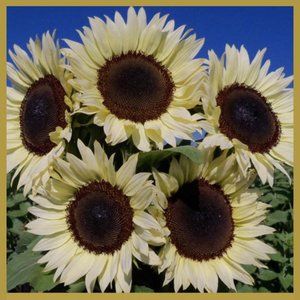 Meet your Posher, Lynnie